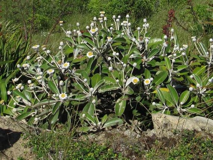 Pachystegia insignis