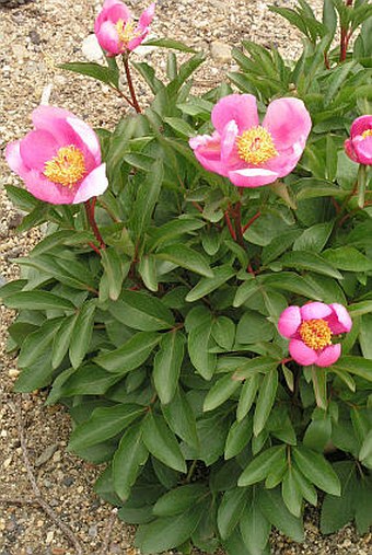 Paeonia broteri