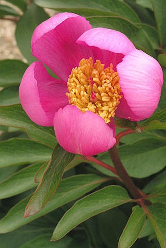 Paeonia broteri