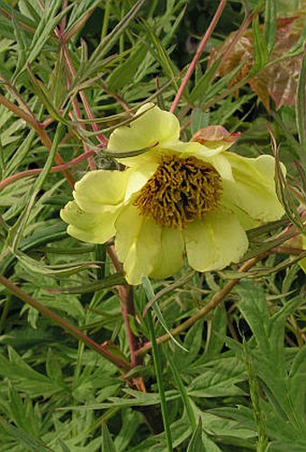 Paeonia delavayi