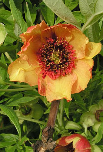 Paeonia delavayi