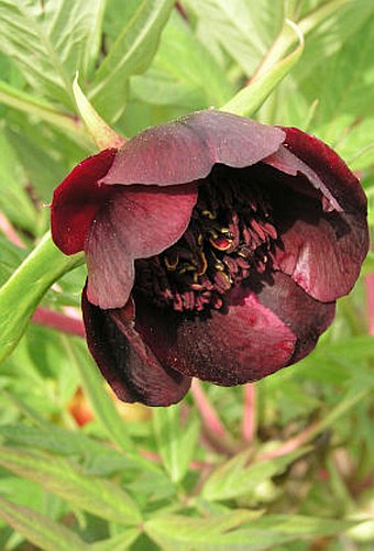 Paeonia delavayi