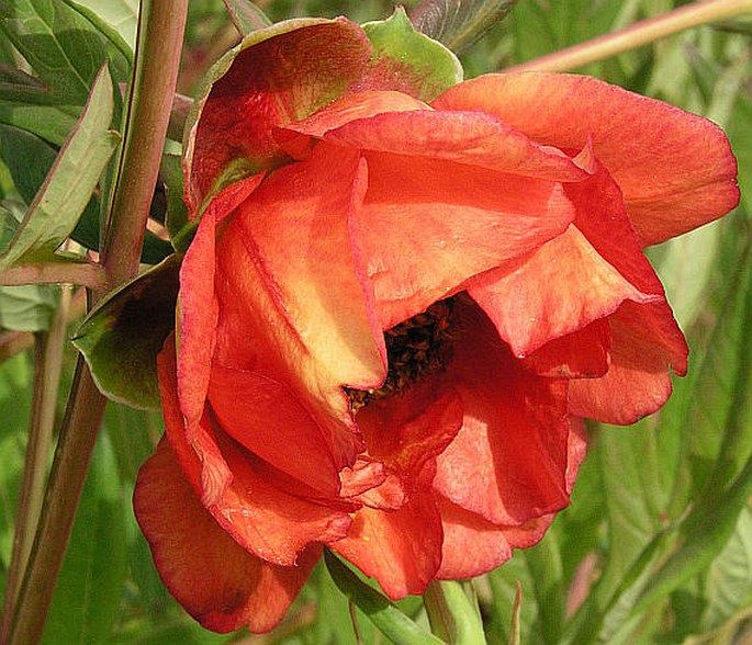 PAEONIA DELAVAYI Franch. – pivoňka Delavayova / pivonka