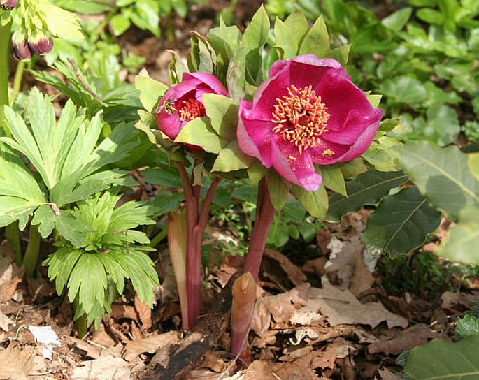 Paeonia kesrouanensis