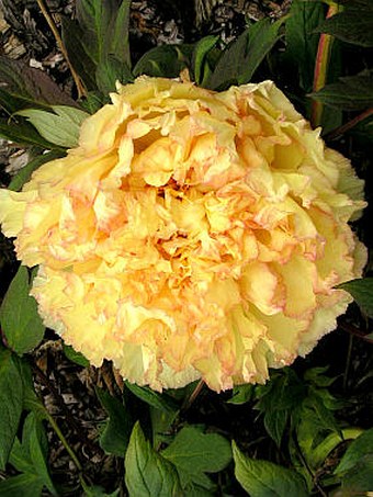 Paeonia ×lemoinei