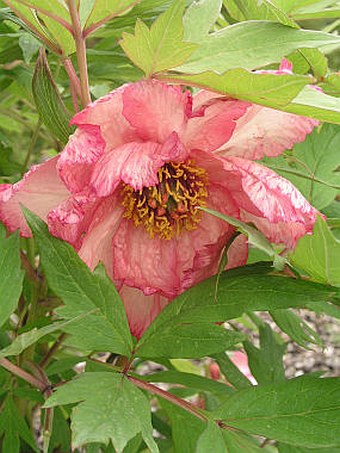 Paeonia ×lemoinei