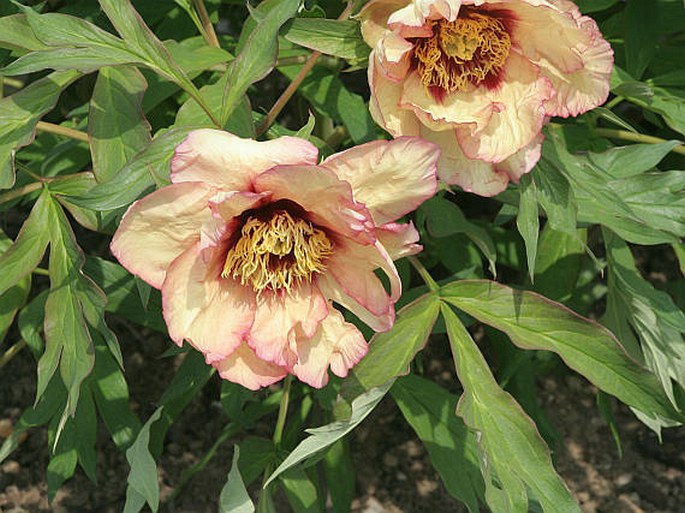 PAEONIA ×LEMOINEI Rehder – pivoňka / pivonka