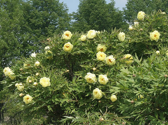 Paeonia ×lemoinei