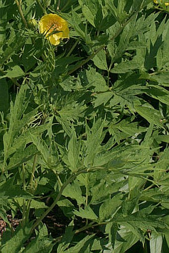 Paeonia ludlowii