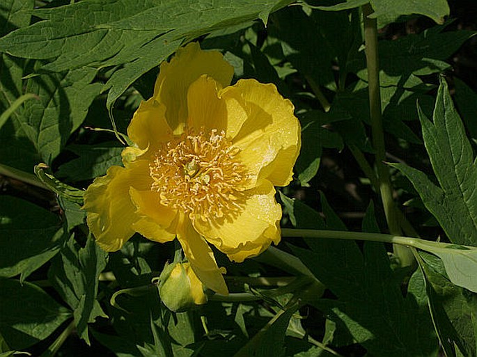 Paeonia ludlowii