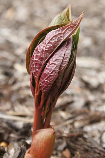 Paeonia mairei