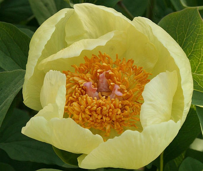 PAEONIA MLOKOSEWITSCHII Lomakin – pivoňka Mlokosevičova / pivonka