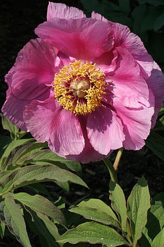 Paeonia mollis