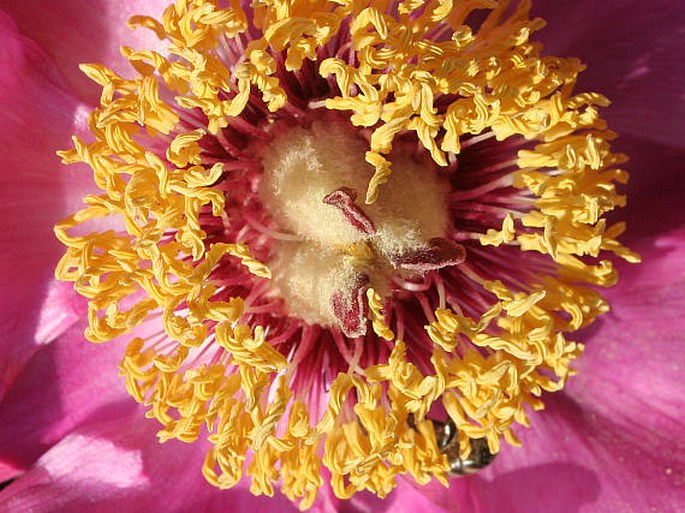 Paeonia mollis