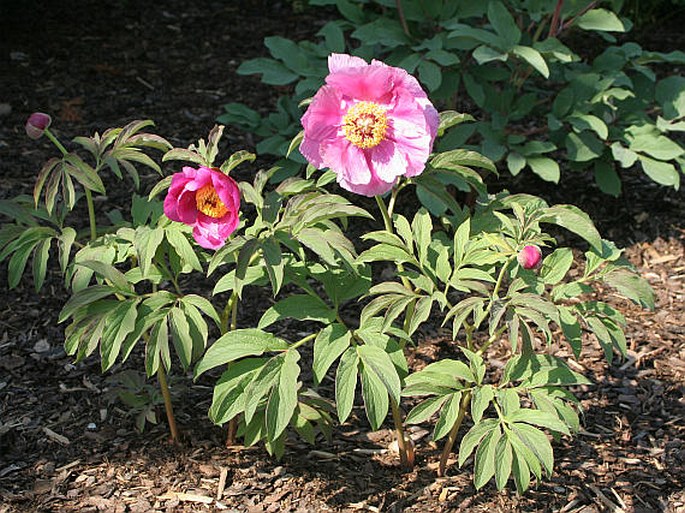 Paeonia mollis