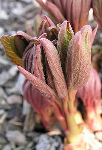 Paeonia officinalis