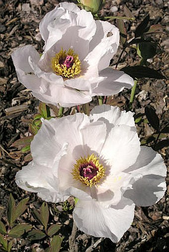 Paeonia ostii