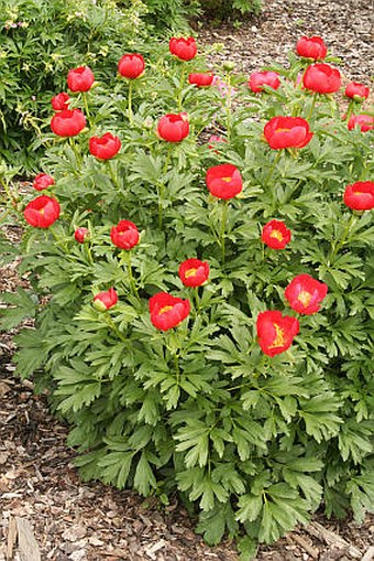 Paeonia peregrina