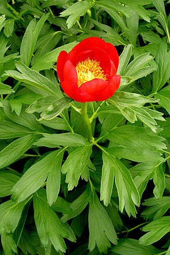 Paeonia peregrina