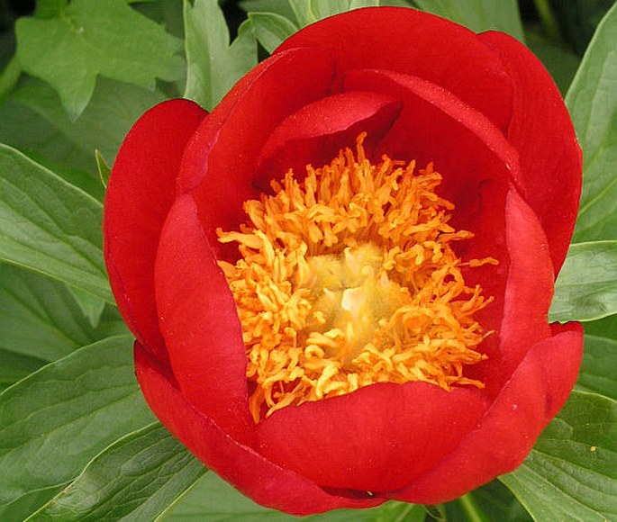 PAEONIA PEREGRINA Miller – pivoňka balkánská / pivonka