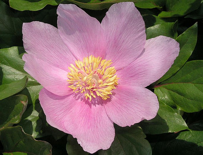 PAEONIA RUSSOI Bivona – pivoňka / pivonka