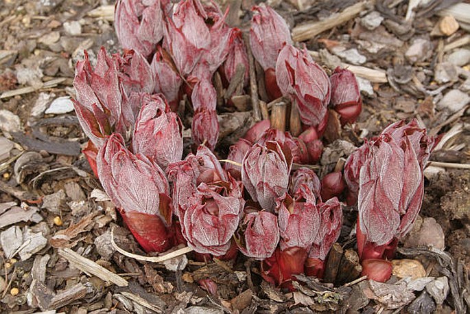 Paeonia russoi