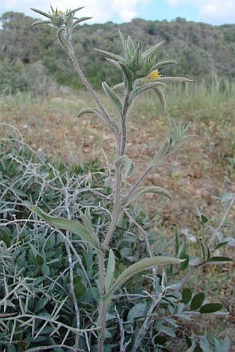 Pallenis spinosa