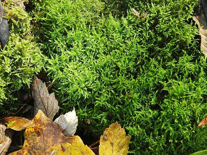 PALUSTRIELLA COMMUTATA (Hedw.) Ochyra - hrubožebrec proměnlivý / kosierik