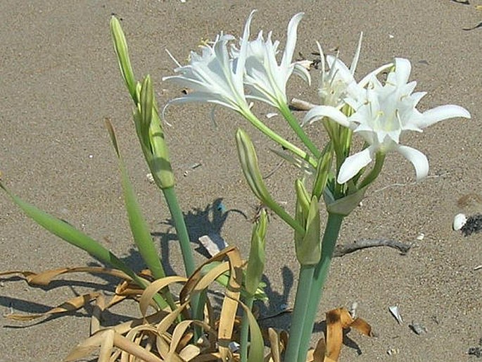 Pancratium maritimum