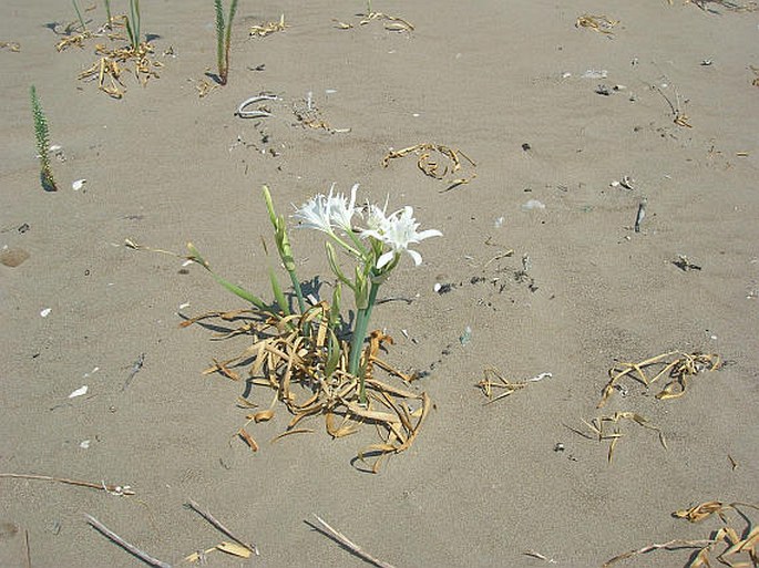 Pancratium maritimum