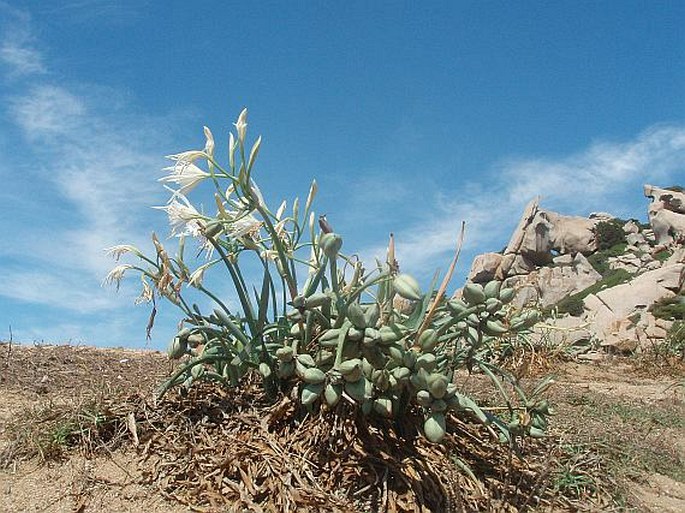 Pancratium maritimum