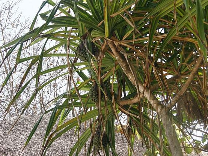 PANDANUS BALFOURII Martelli - pandán