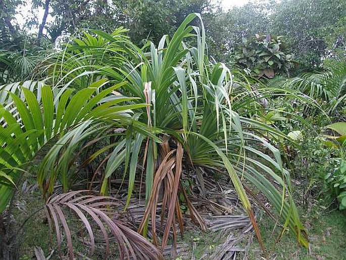 PANDANUS SECHELLARUM Balf. f. - pandán