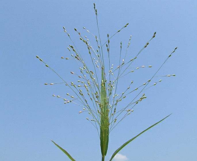 PANICUM CAPILLARE L. – proso vláskovité