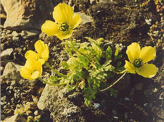 Papaver dahlianum subsp. polare