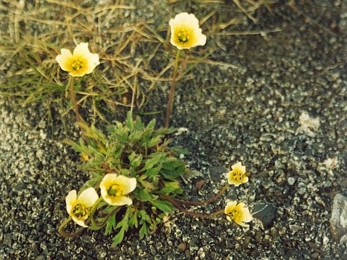 Papaver dahlianum subsp. polare