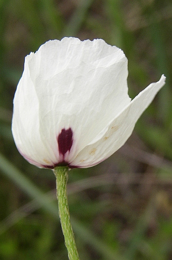 Papaver maculosum subsp. austromoravicum