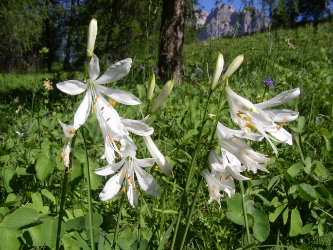 PARADISEA LILIASTRUM (L.) Bertol. – paradisie liliovitá