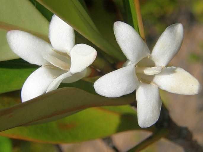 PARAGENIPA LANCIFOLIA (Bojer ex Baker) Tirveng. et Robbr.