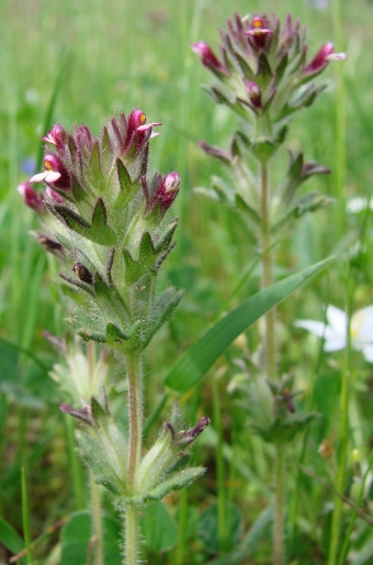 Parentucellia latifolia