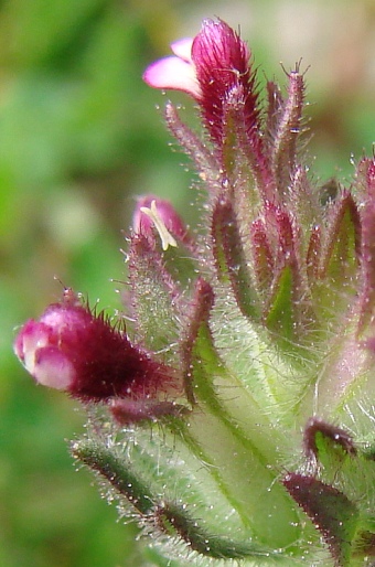 Parentucellia latifolia