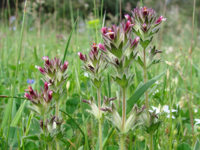 PARENTUCELLIA LATIFOLIA (L.) Caruel – světličník