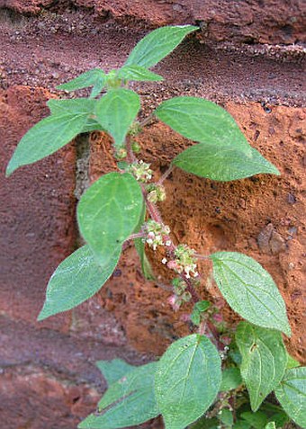 Parietaria judaica