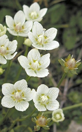 Parnassia palustris