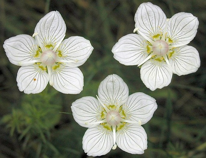 Parnassia palustris