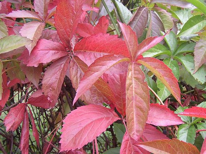 PARTHENOCISSUS INSERTA (A. Kern.) Fritsch – přísavník popínavý / pavinič popínavý