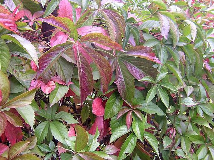 Parthenocissus inserta