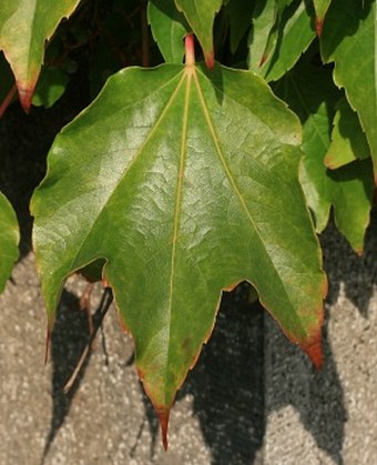 Parthenocissus tricuspidata