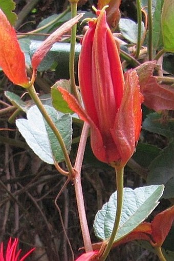 Passiflora vitifolia