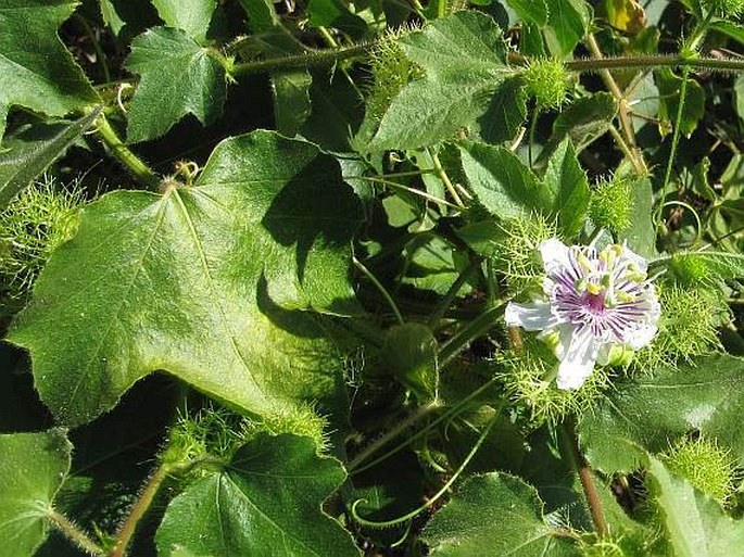 Passiflora foetida